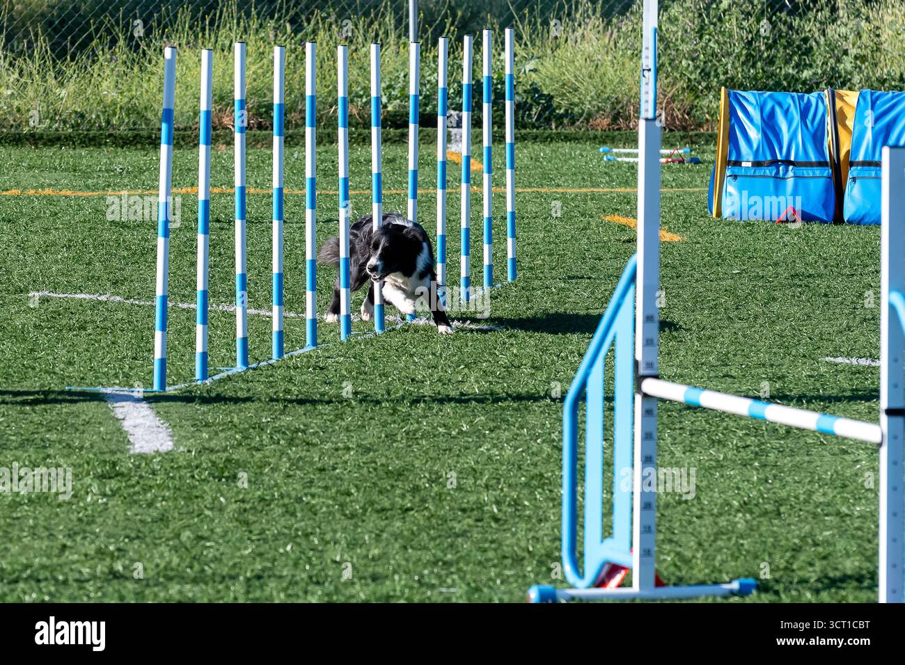 Un cane manovra abilmente attraverso i bastoncini di agilità su un campo di erba verde in una giornata limpida e soleggiata. Foto Stock