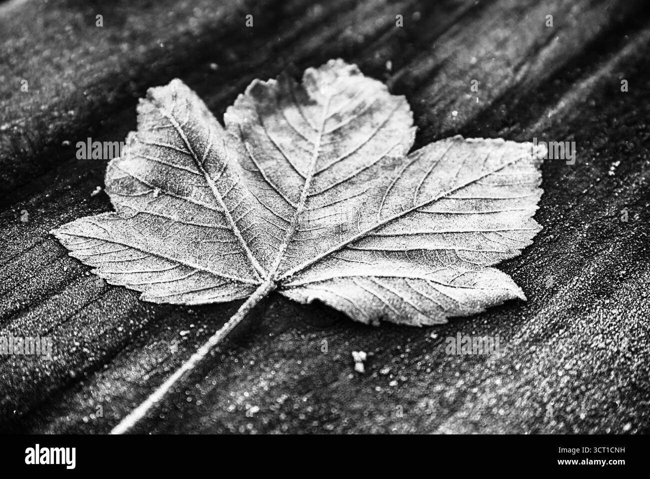 Foglia ricoperta di ghiaccio su superficie in legno in bianco e nero Foto Stock