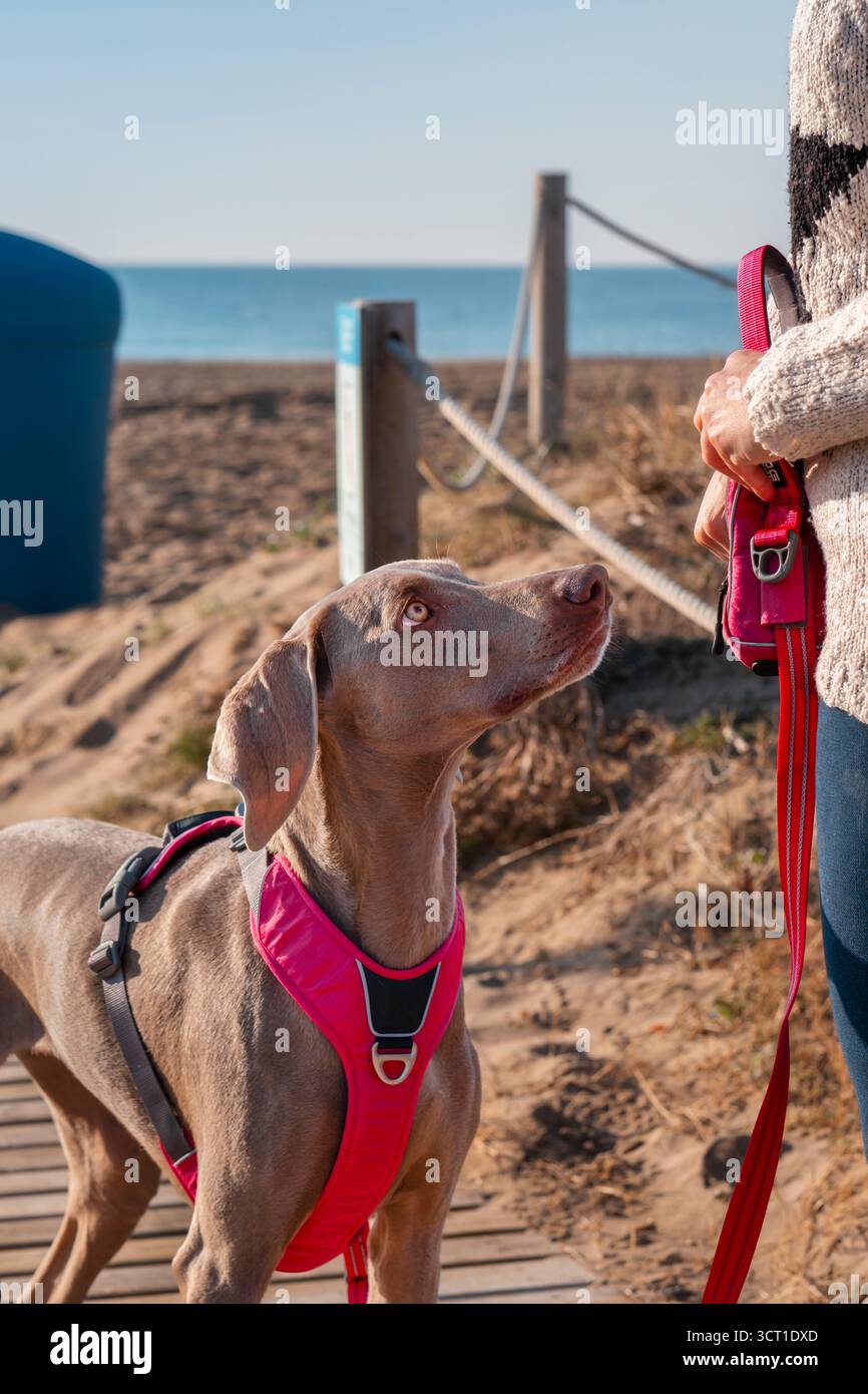 Attento cane Weimaraner che guarda il suo proprietario, in attesa di una sorpresa o di un comando, mentre si trova su un sentiero di legno sulla spiaggia in una giornata di sole Foto Stock