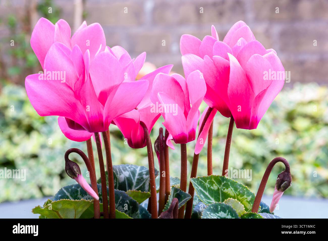 Fiori ciclamini rosa brillante con foglie verdi decorative e sfondo morbido Foto Stock
