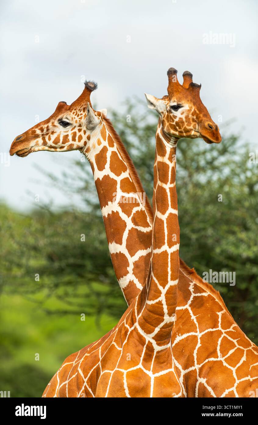 Una coppia di giraffe reticolate (Giraffa reticulata) che si legano intimamente allo stato selvatico nella riserva nazionale di Samburu in Kenya Foto Stock
