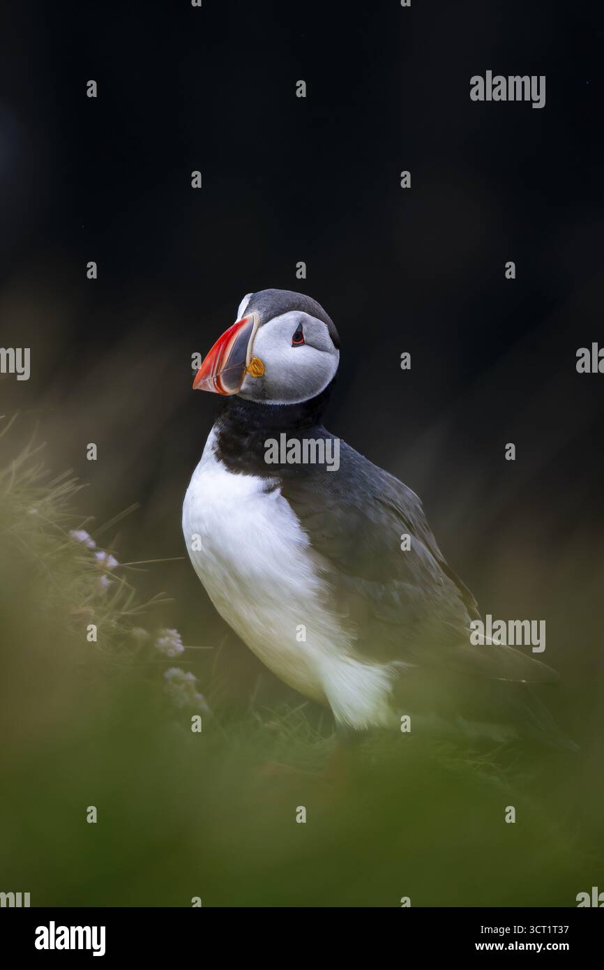 Puffin (Fratercula arctica), Latrabjarg Bird Cliff, Westfjords, Islanda Foto Stock