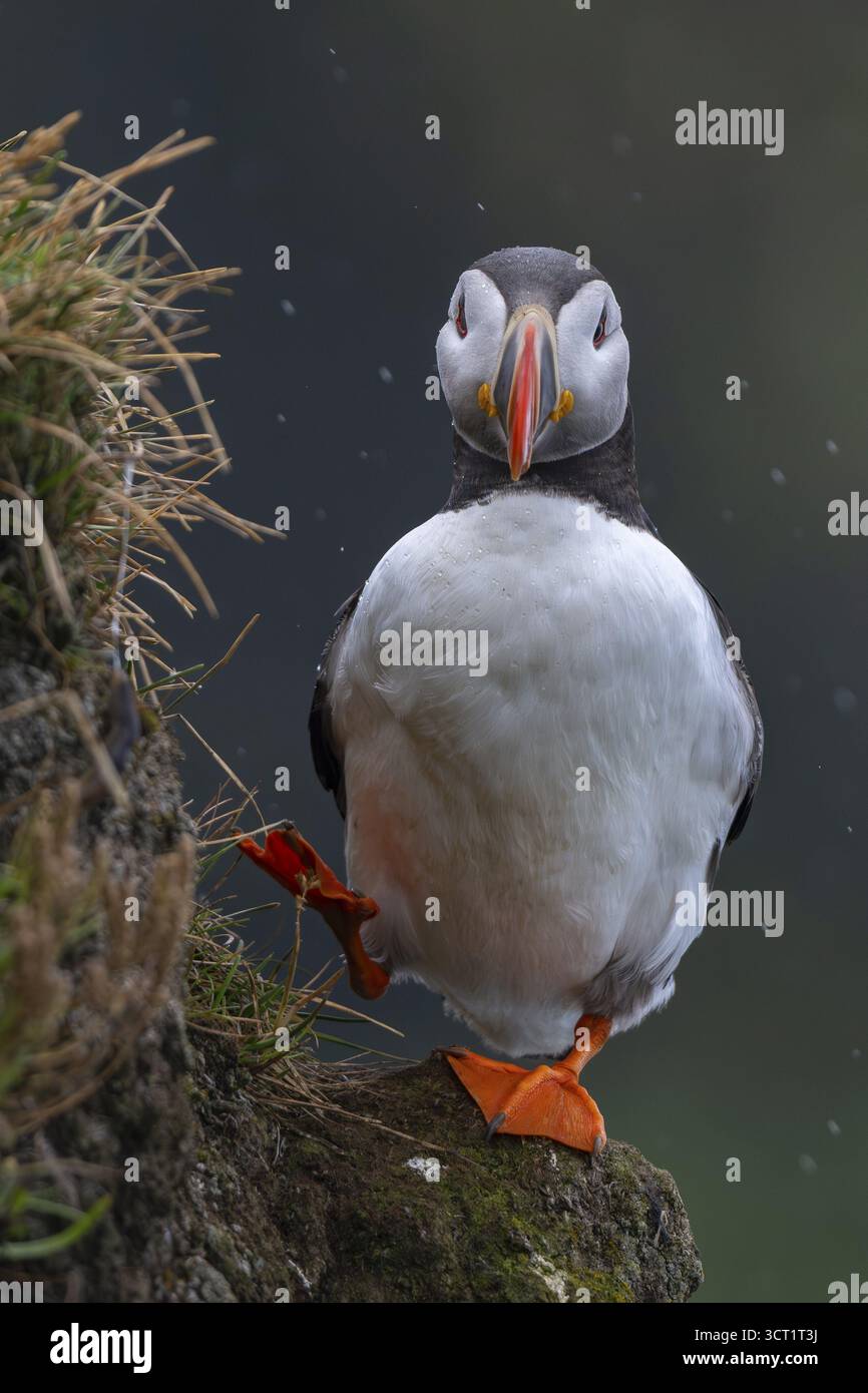 Puffin (Fratercula arctica) su affioramento roccioso, scogliera degli uccelli di Latrabjarg, Westfjords, Islanda Foto Stock
