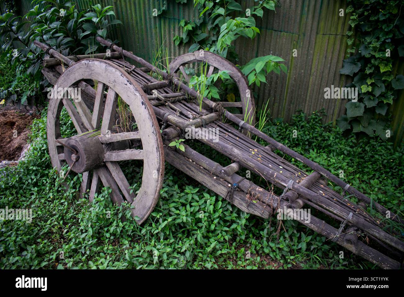 Un vecchio carro di bufalo non è stato utilizzato per molti anni e su di esso sono cresciuti alberi e viti selvatiche, provocandone il danneggiamento. Foto Stock Un vecchio carro di bufalo non è stato utilizzato per molti anni e su di esso sono cresciuti alberi e viti selvatiche, provocandone il danneggiamento. Foto Stock