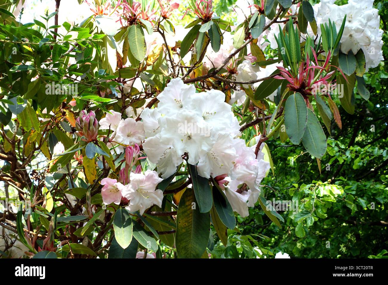 Fiori di Rhododendron "Loderi King George" in mostra presso gli Abbotsbury Subtropical Gardens, Abbotsbury, Weymouth, Dorset, Inghilterra, REGNO UNITO. Foto Stock Fiori di Rhododendron "Loderi King George" in mostra presso gli Abbotsbury Subtropical Gardens, Abbotsbury, Weymouth, Dorset, Inghilterra, REGNO UNITO. Foto Stock