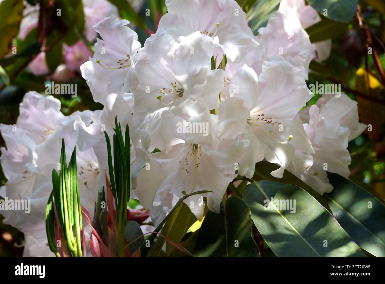 Fiori di Rhododendron "Loderi King George" in mostra presso gli Abbotsbury Subtropical Gardens, Abbotsbury, Weymouth, Dorset, Inghilterra, REGNO UNITO. Foto Stock Fiori di Rhododendron "Loderi King George" in mostra presso gli Abbotsbury Subtropical Gardens, Abbotsbury, Weymouth, Dorset, Inghilterra, REGNO UNITO. Foto Stock