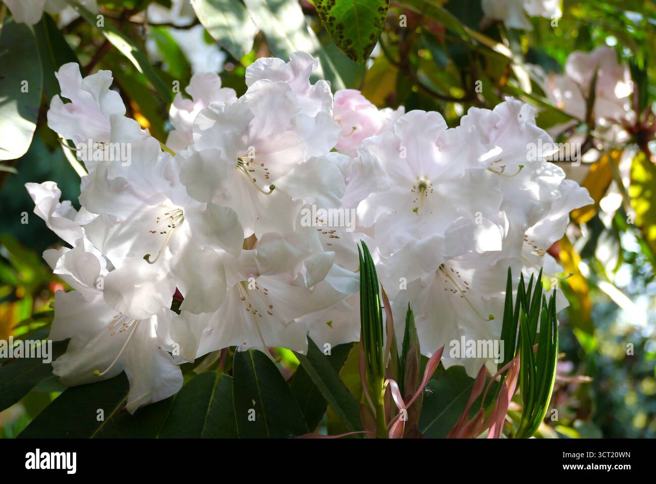 Fiori di Rhododendron "Loderi King George" in mostra presso gli Abbotsbury Subtropical Gardens, Abbotsbury, Weymouth, Dorset, Inghilterra, REGNO UNITO. Foto Stock Fiori di Rhododendron "Loderi King George" in mostra presso gli Abbotsbury Subtropical Gardens, Abbotsbury, Weymouth, Dorset, Inghilterra, REGNO UNITO. Foto Stock