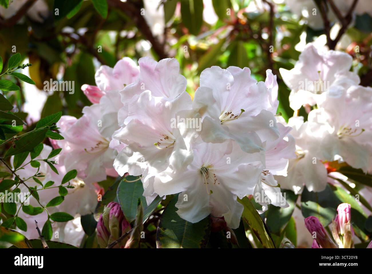 Fiori di Rhododendron "Loderi King George" in mostra presso gli Abbotsbury Subtropical Gardens, Abbotsbury, Weymouth, Dorset, Inghilterra, REGNO UNITO. Foto Stock Fiori di Rhododendron "Loderi King George" in mostra presso gli Abbotsbury Subtropical Gardens, Abbotsbury, Weymouth, Dorset, Inghilterra, REGNO UNITO. Foto Stock