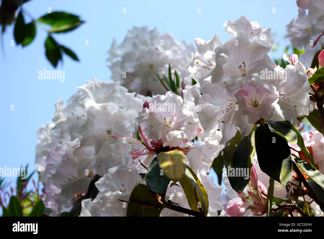 Fiori di Rhododendron "Loderi King George" in mostra presso gli Abbotsbury Subtropical Gardens, Abbotsbury, Weymouth, Dorset, Inghilterra, REGNO UNITO. Foto Stock Fiori di Rhododendron "Loderi King George" in mostra presso gli Abbotsbury Subtropical Gardens, Abbotsbury, Weymouth, Dorset, Inghilterra, REGNO UNITO. Foto Stock