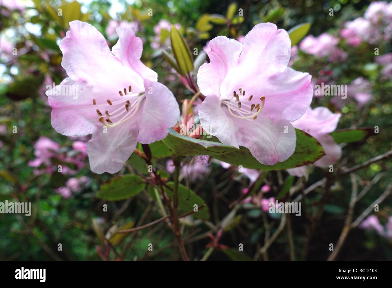 Fiori di Rhododendron "Williamsianum" in mostra presso gli Abbotsbury Subtropical Gardens, Abbotsbury, Weymouth, Dorset, Inghilterra, REGNO UNITO. Foto Stock Fiori di Rhododendron "Williamsianum" in mostra presso gli Abbotsbury Subtropical Gardens, Abbotsbury, Weymouth, Dorset, Inghilterra, REGNO UNITO. Foto Stock