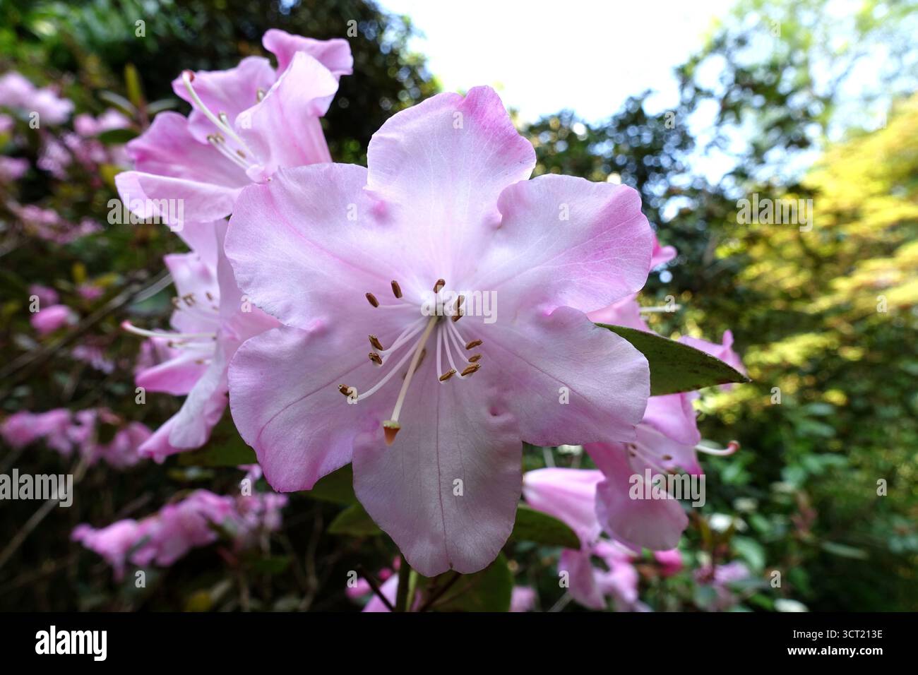 Fiori di Rhododendron "Williamsianum" in mostra presso gli Abbotsbury Subtropical Gardens, Abbotsbury, Weymouth, Dorset, Inghilterra, REGNO UNITO. Foto Stock Fiori di Rhododendron "Williamsianum" in mostra presso gli Abbotsbury Subtropical Gardens, Abbotsbury, Weymouth, Dorset, Inghilterra, REGNO UNITO. Foto Stock