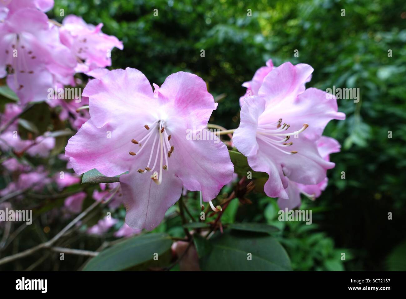 Fiori di Rhododendron "Williamsianum" in mostra presso gli Abbotsbury Subtropical Gardens, Abbotsbury, Weymouth, Dorset, Inghilterra, REGNO UNITO. Foto Stock Fiori di Rhododendron "Williamsianum" in mostra presso gli Abbotsbury Subtropical Gardens, Abbotsbury, Weymouth, Dorset, Inghilterra, REGNO UNITO. Foto Stock