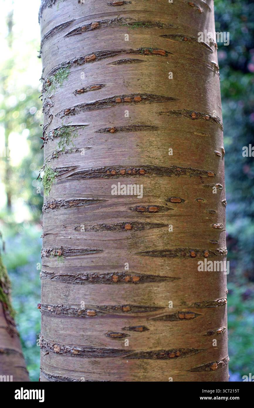 Prunus Serrulata (ciliegia giapponese) Tree Trunk in mostra presso Abbotsbury Subtropical Gardens, Abbotsbury, Weymouth, Dorset, Inghilterra, REGNO UNITO. Foto Stock