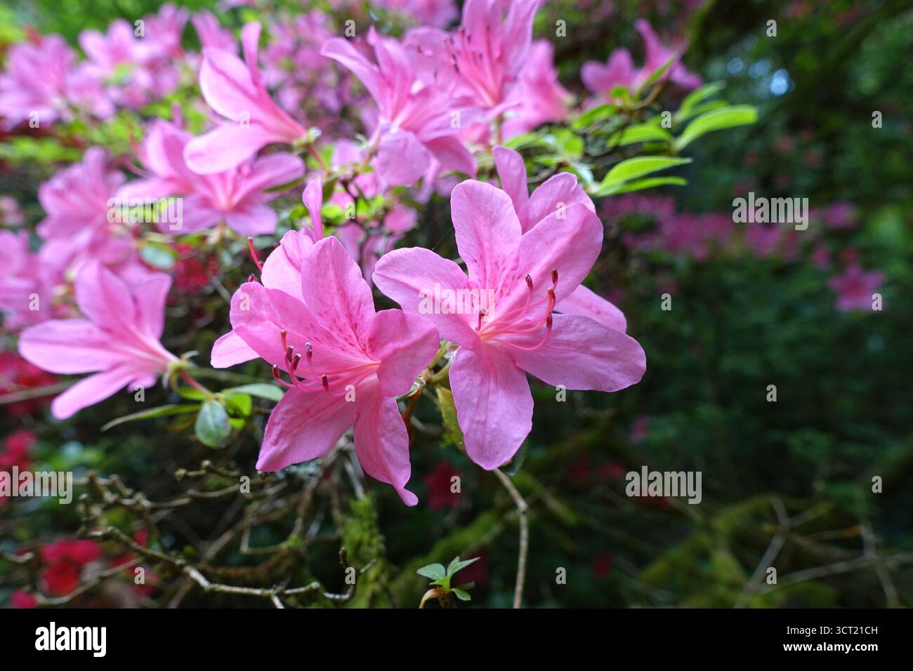 Rhododendron Kaempferi (Torch Azalea) Fiori in mostra presso Abbotsbury Subtropical Gardens, Abbotsbury, Weymouth, Dorset, Inghilterra, REGNO UNITO. Foto Stock Rhododendron Kaempferi (Torch Azalea) Fiori in mostra presso Abbotsbury Subtropical Gardens, Abbotsbury, Weymouth, Dorset, Inghilterra, REGNO UNITO. Foto Stock