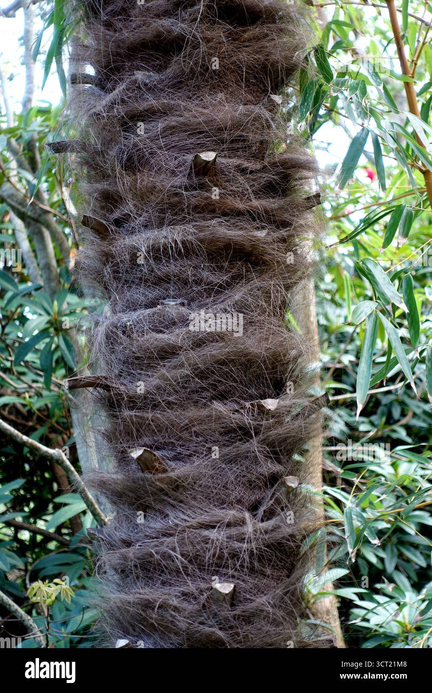 Trachycarpus fortunei "Chusan Palm" Tree Trunk in mostra presso Abbotsbury Subtropical Gardens, Abbotsbury, Weymouth, Dorset, Inghilterra, REGNO UNITO. Foto Stock