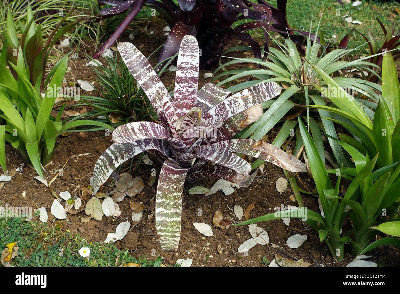 Foglie di Rosette Vriesea Splendens (spada fiammeggiante) a righe esposte presso i giardini subtropicali di Abbotsbury, Abbotsbury, Weymouth, Dorset, Inghilterra, REGNO UNITO. Foto Stock