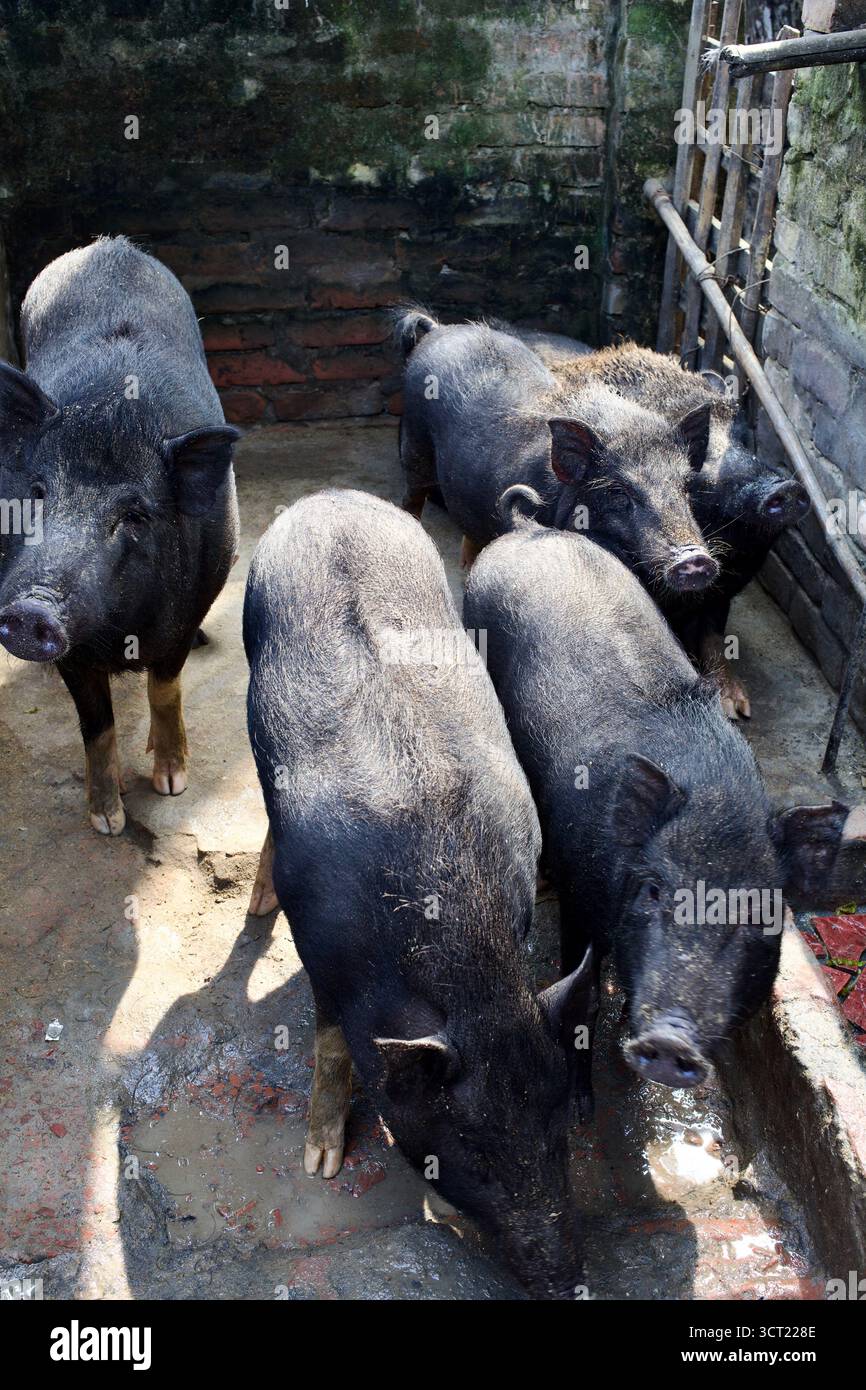 Maiali neri tenuti in un piccolo recinto all'interno di un villaggio indù a Kushtia, Bangladesh, dove l'allevamento dei maiali rimane un mezzo di sussistenza locale essenziale. Foto Stock