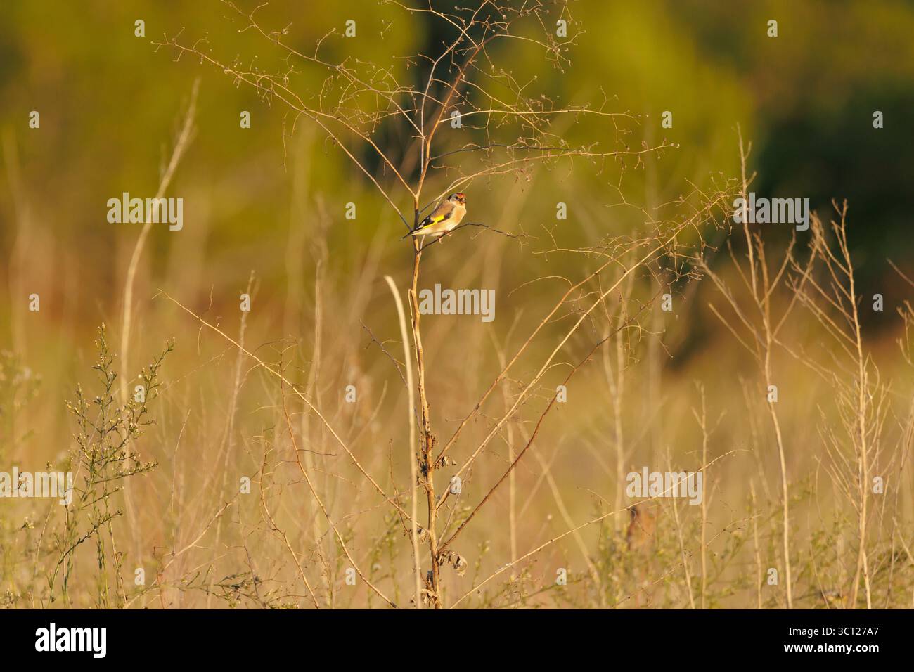 European goldfinch Carduelis carduelis nel suo habitat naturale al tramonto, Beniarres, Spagna Foto Stock