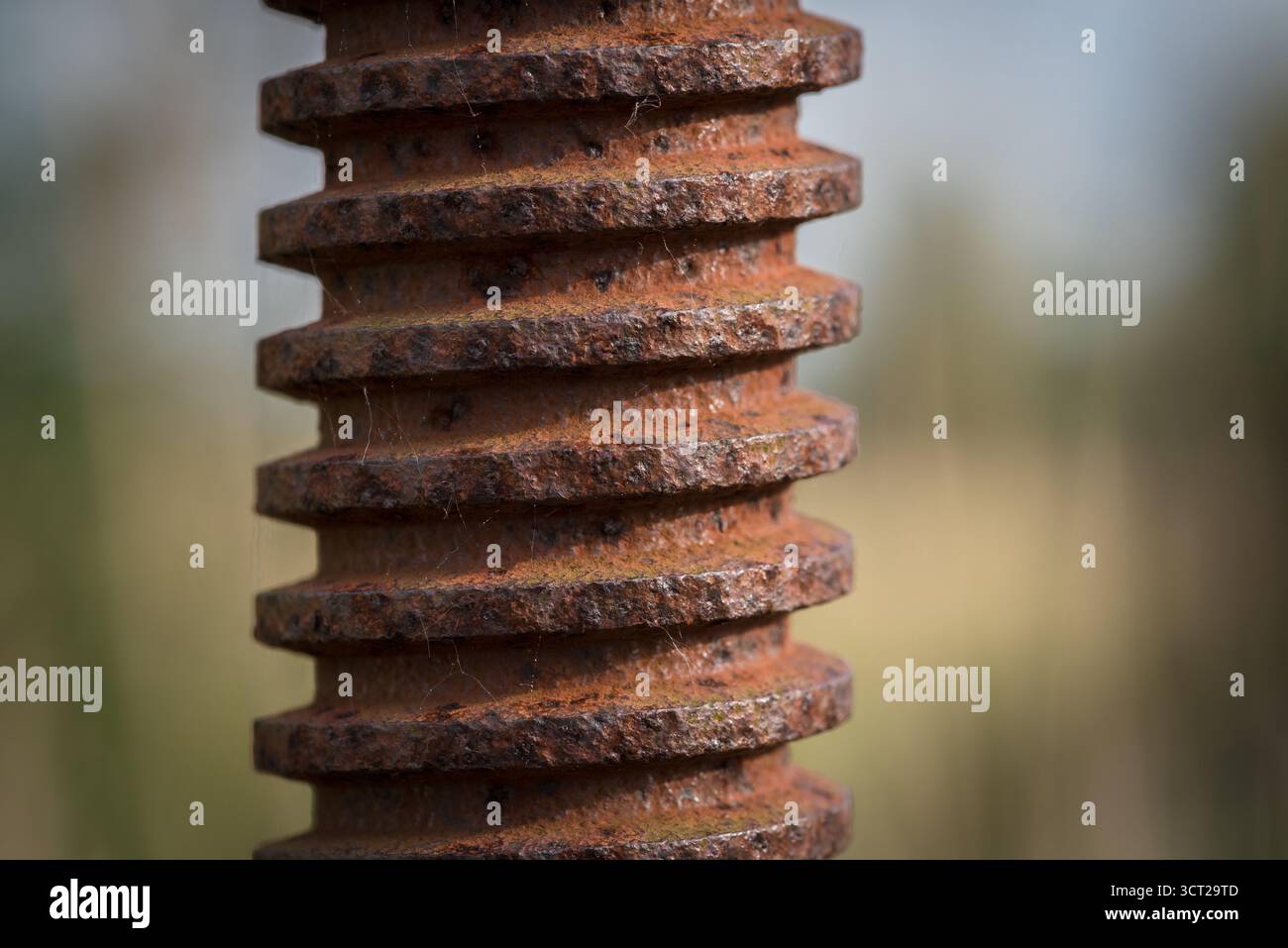 VITE Foto Stock