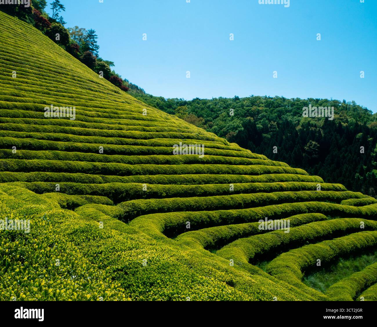 Campi di tè verdi a Boseong, Corea del Sud, si estendono attraverso dolci colline sotto la luce soffusa, una tranquilla vista della campagna catturata durante un Foto Stock