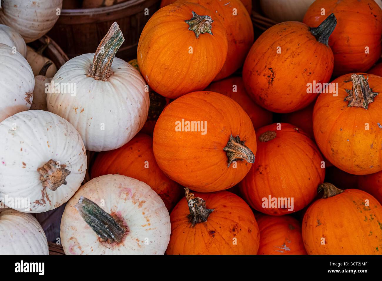 tipi di zucche in esposizione Foto Stock