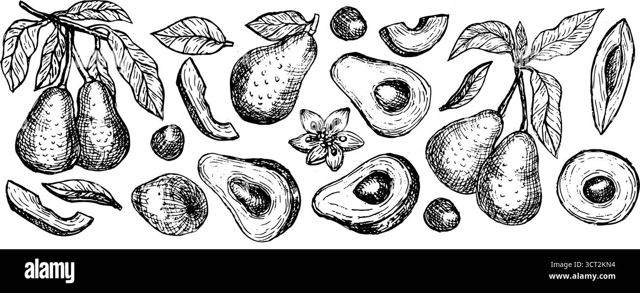 Set di illustrazioni vettoriali avocado - frutta, intera e metà con semi, fette e foglie. Illustrazione lineare. Schizzo di avocado disegnato a mano in botan vintage Illustrazione Vettoriale