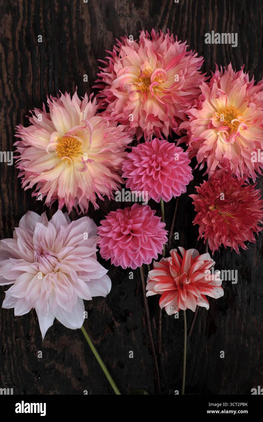 Una serie di foto piatte che mostrano una vivace collezione di fiori dahlia appena tagliati in varie tonalità di rosa, giallo e rosso su un rustico legno scuro Foto Stock