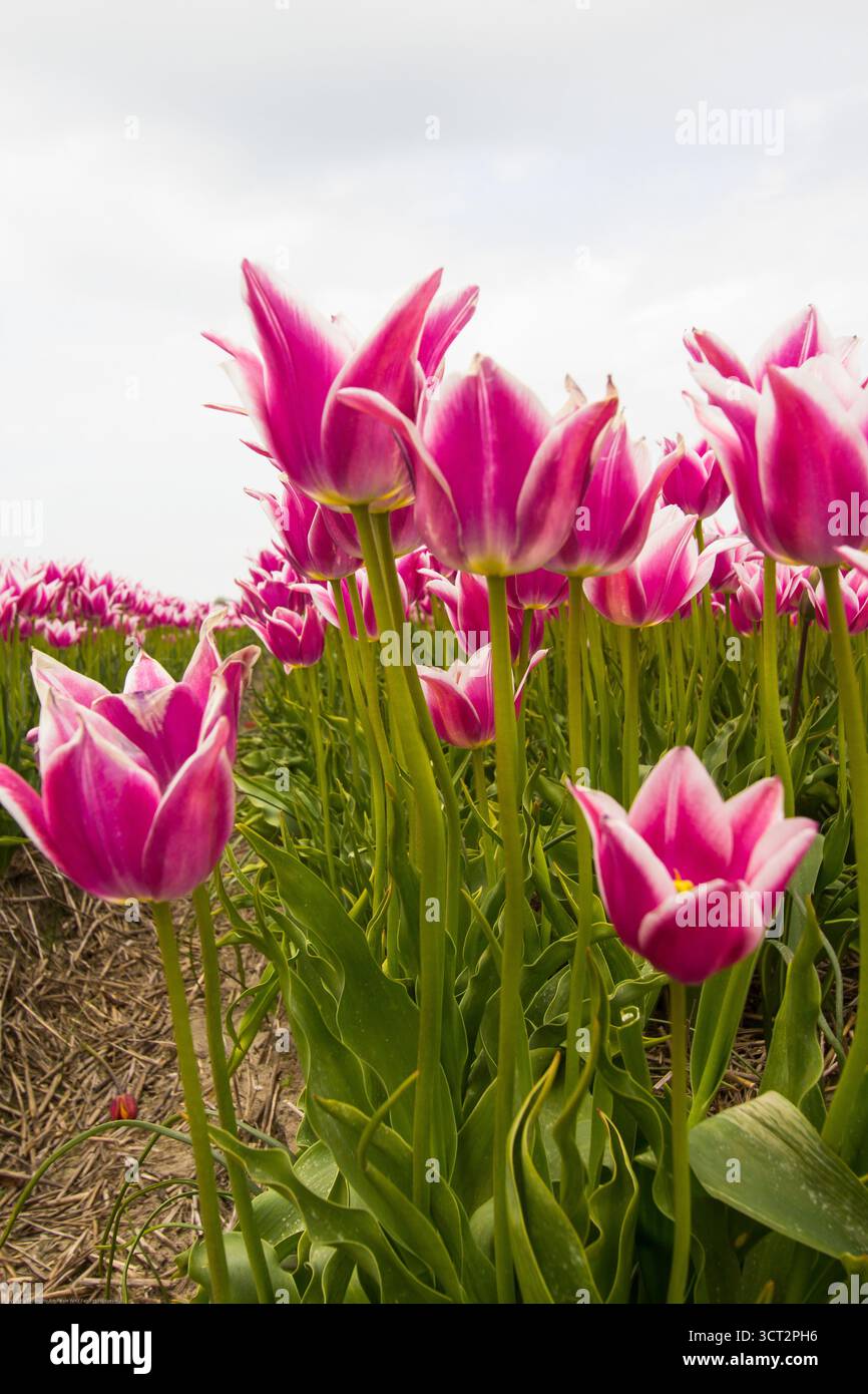 Campi di bulbi con tulipani a Burgervlotbrug, nella provincia dell'Olanda settentrionale Foto Stock Campi di bulbi con tulipani a Burgervlotbrug, nella provincia dell'Olanda settentrionale Foto Stock