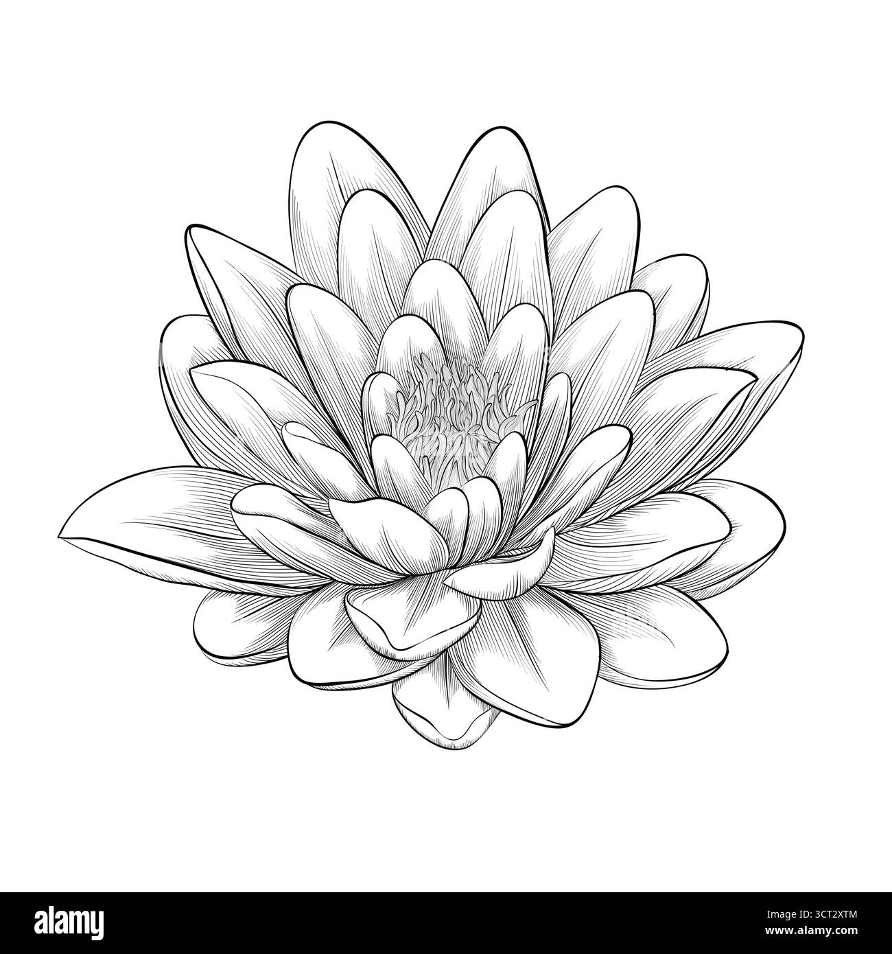 Bellissimo fiore di loto dipinto in stile grafico isolato su sfondo bianco Illustrazione Vettoriale