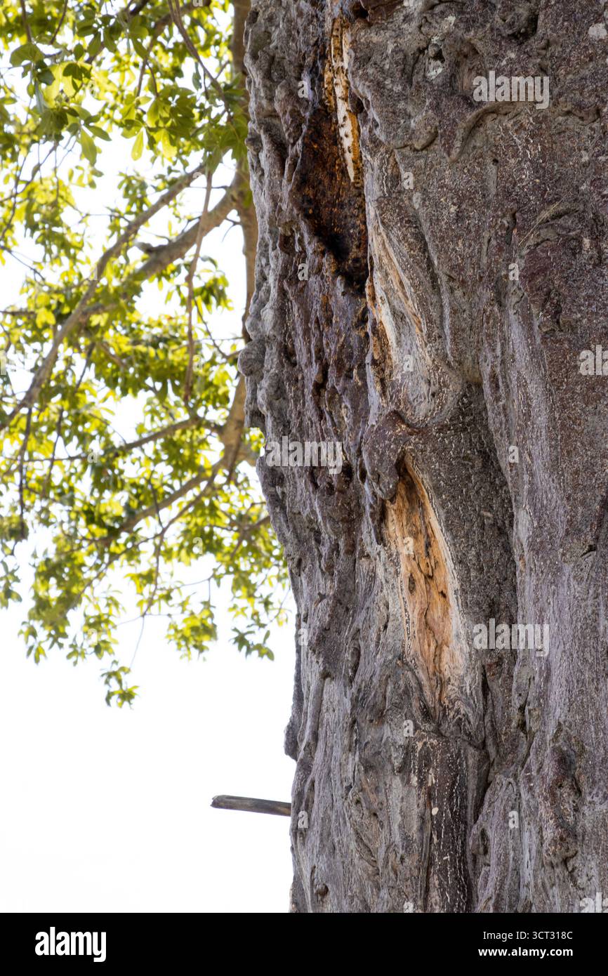 Un piolo di legno duro è stato spinto nel tronco di un baobab per consentire ai tradizionali raccoglitori di miele di raccogliersi da un alveare selvatico sull'albero. Foto Stock