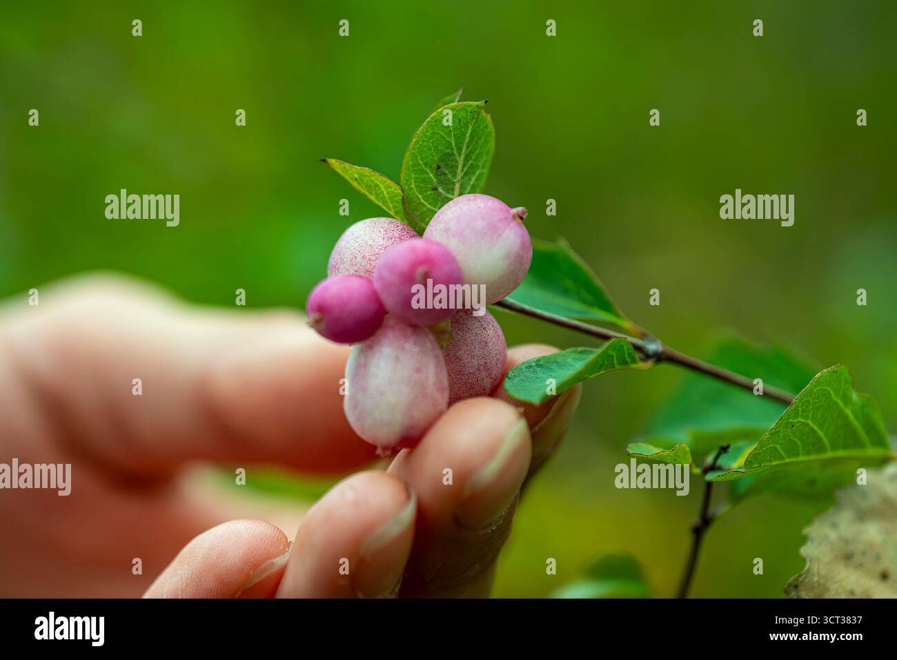 Foto di Close Up Snowberry girl tiene le bacche nei giardini a mano nell'agricoltura open space Foto Stock