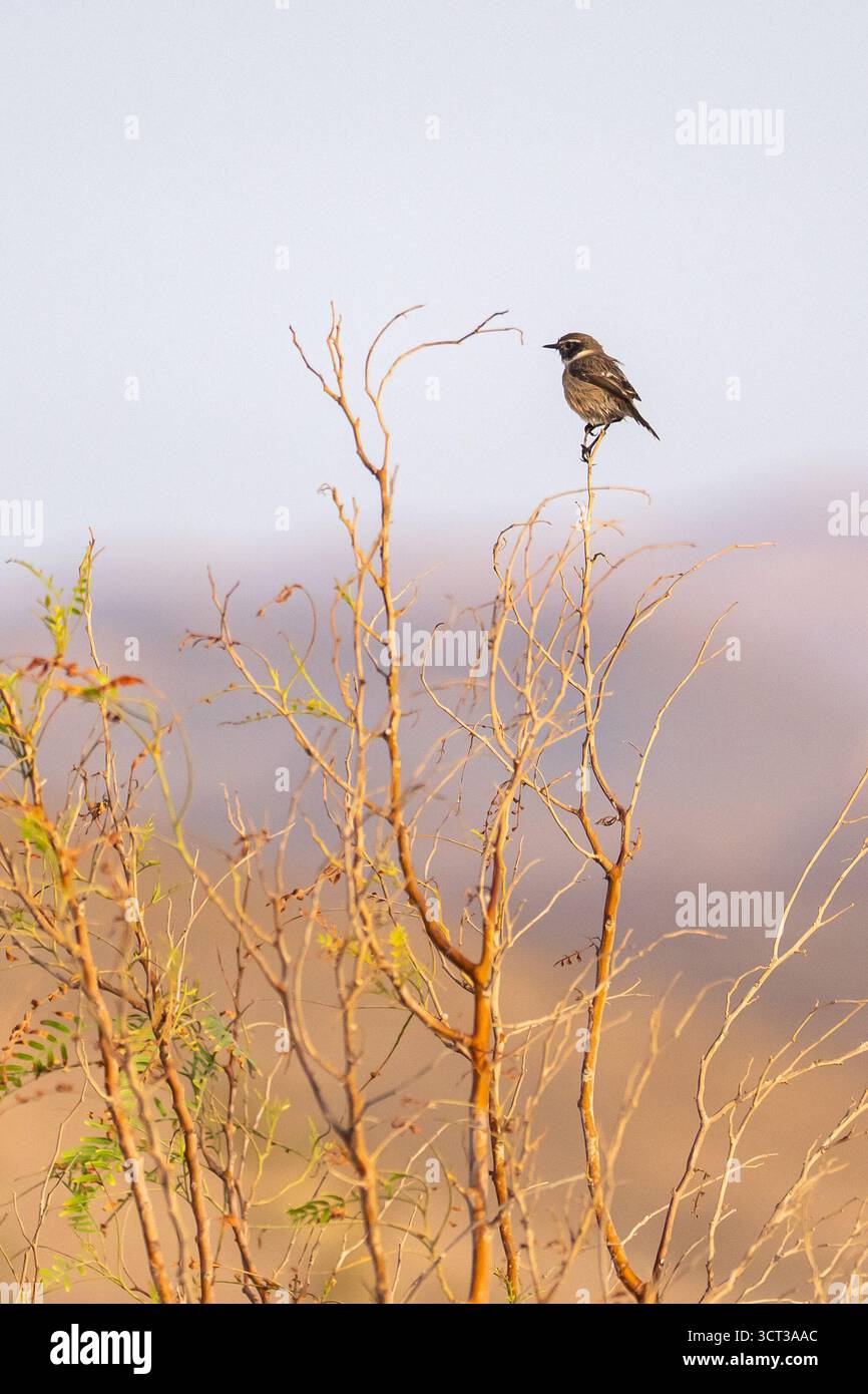 Wheatear settentrionale arroccato su un ramo d'albero a Fuerteventura, Isole Canarie. L'uccello mostra il suo caratteristico piumaggio pallido e la sua posizione eretta. Foto Stock