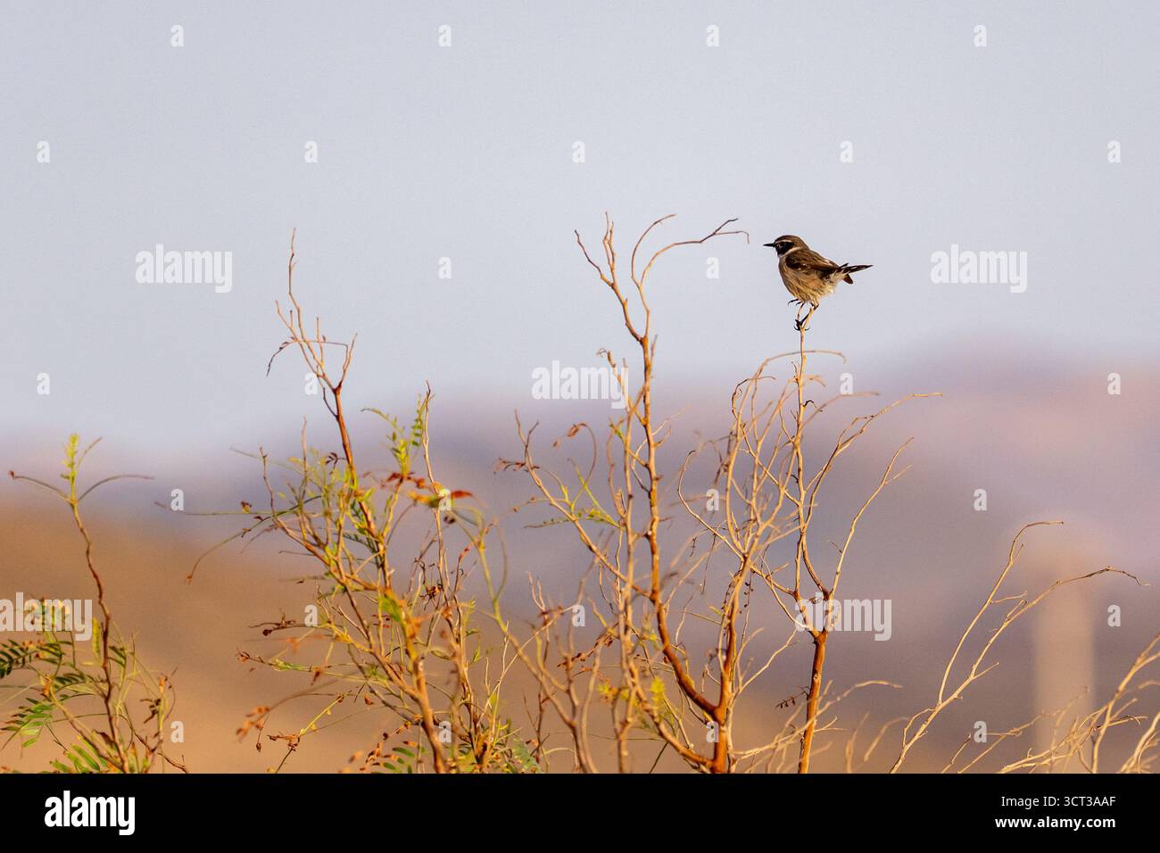 Wheatear settentrionale arroccato su un ramo d'albero a Fuerteventura, Isole Canarie. L'uccello mostra il suo caratteristico piumaggio pallido e la postura eretta, se Foto Stock