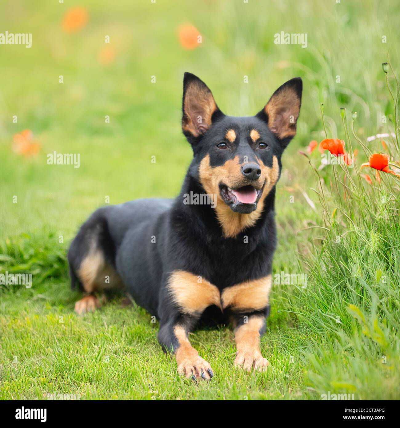 Cane Kelpie australiano in erba e papaveri Foto Stock Cane Kelpie australiano in erba e papaveri Foto Stock