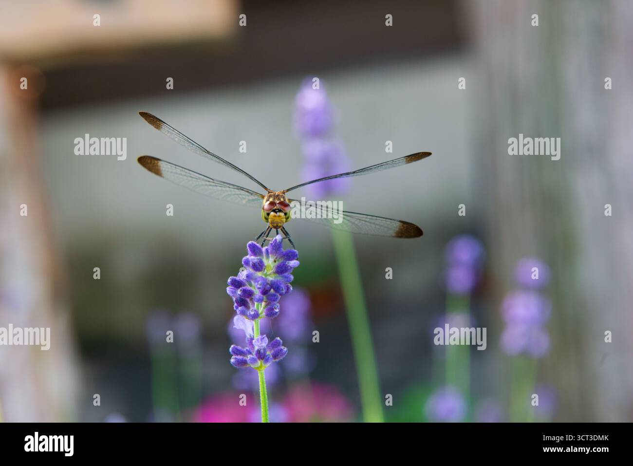 Dragonfly seduto sulla pianta di lavendar nel prato in estate Foto Stock