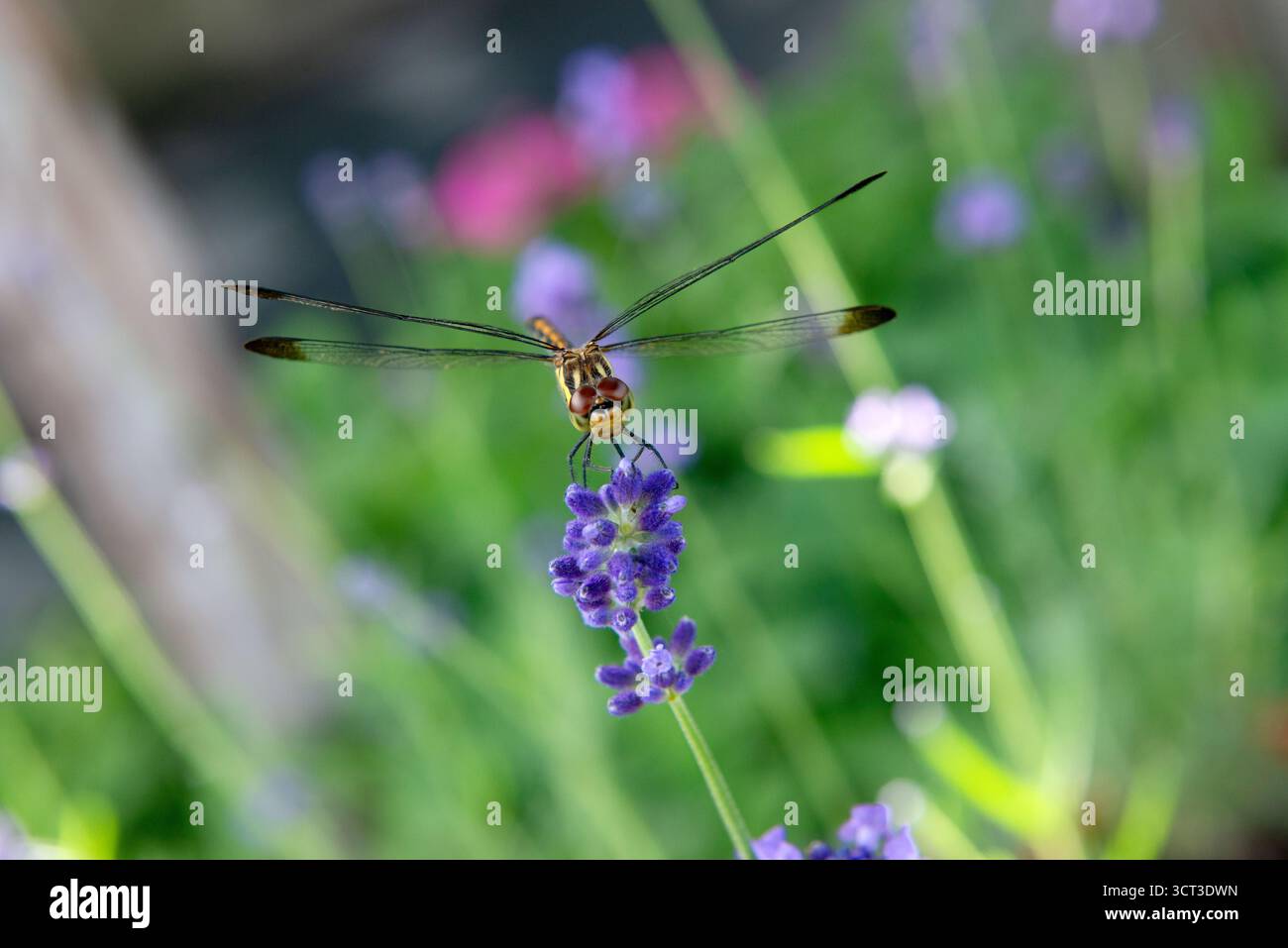 Dragonfly seduto sulla pianta di lavendar nel prato in estate Foto Stock
