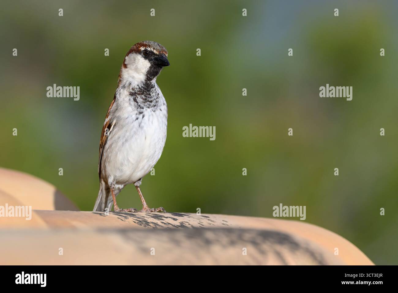 House Sparrow, Passer domesticus, uomo adulto sul tetto di tegole vicino al nido di Maiorca, Spagna aprile Foto Stock