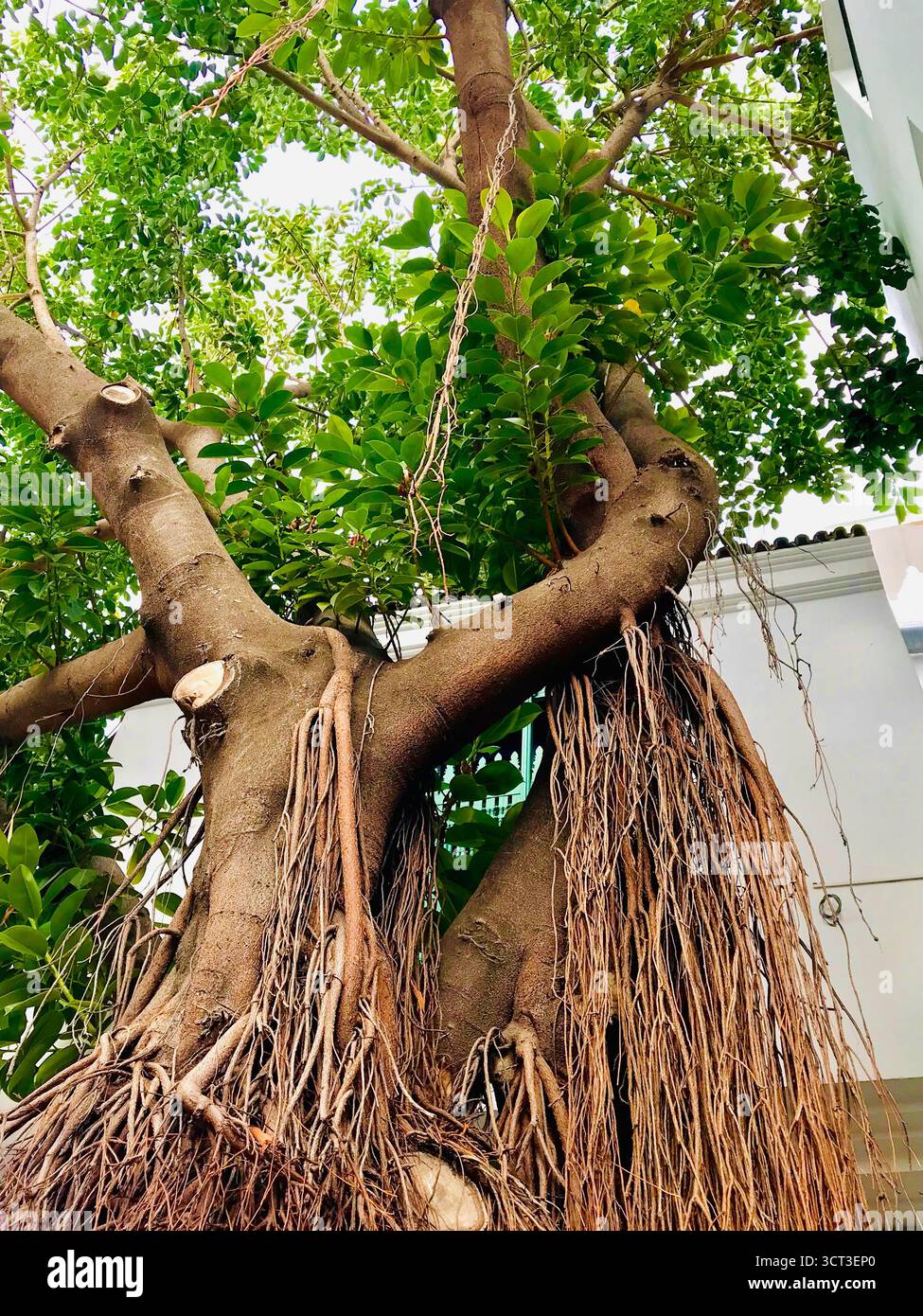 Grande albero simile a un banyan con radici aeree accanto a un edificio con tetto piastrellato a Tangeri, Marocco. Fotografato l'8 novembre 2019. Foto Stock