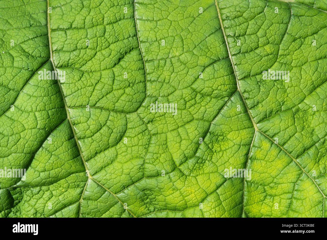 Una questione di foglie verdi in una foresta in Francia Foto Stock