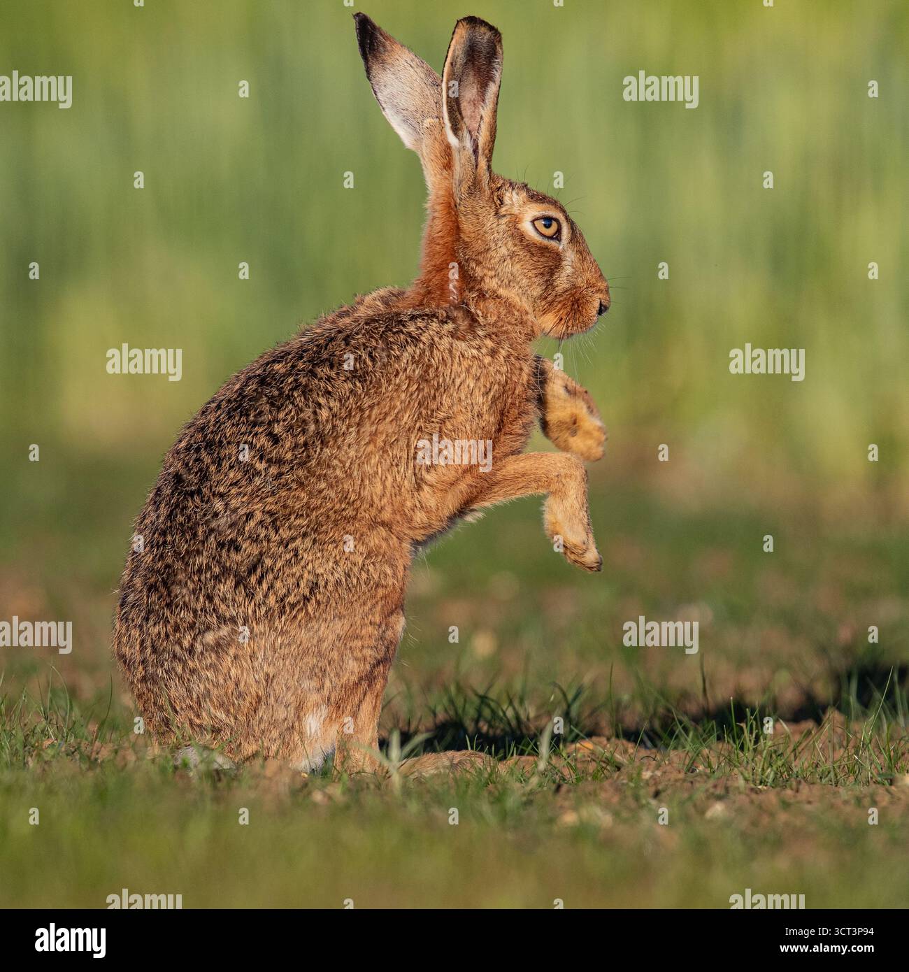 Una lepre bruna ( Lepus europaeus ) in piedi sulle zampe posteriori , che sfreccia la rugiada dalle zampe, evidenziata dal sole che tramonta . Suffolk, Regno Unito Foto Stock