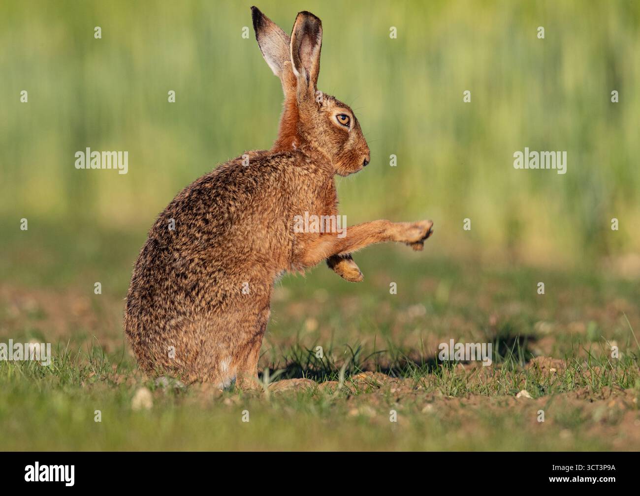 Una lepre bruna ( Lepus europaeus ) in piedi sulle zampe posteriori , che sfreccia la rugiada dalle zampe, evidenziata dal sole che tramonta . Suffolk, Regno Unito Foto Stock
