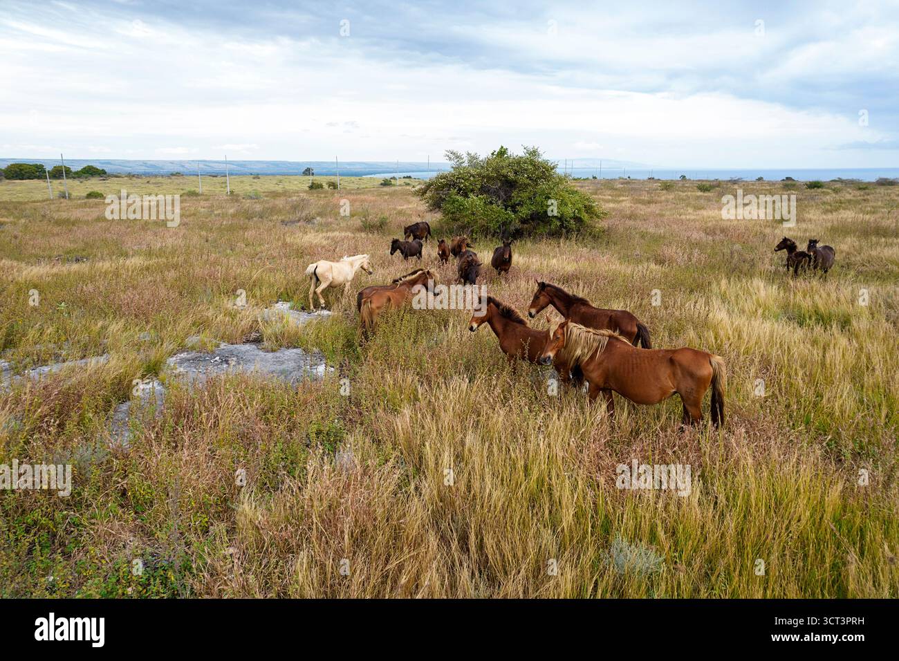 Bellissimi cavalli selvaggi dell'isola di sumba in Indonesia, branco di cavalli nello spettacolare paesaggio di savana della parte orientale di sumba, indonesia Foto Stock