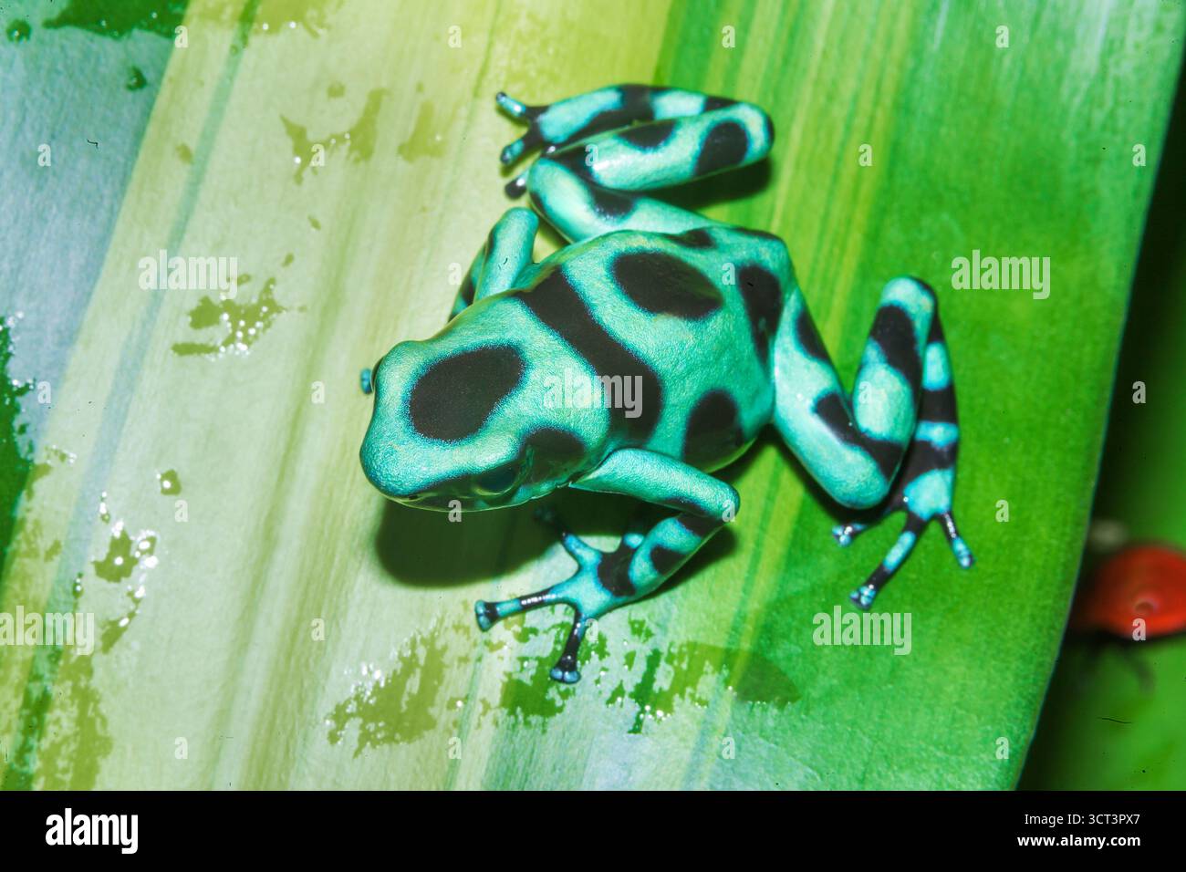 Rana veleno verde e nero (Dendrobates auratus) su foglia, Costa Rica, America centrale, Foto Stock