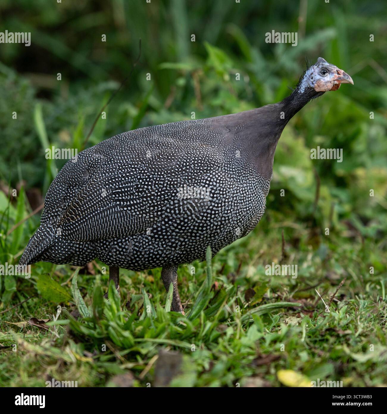 Perla scura Guinea Fowl Foto Stock