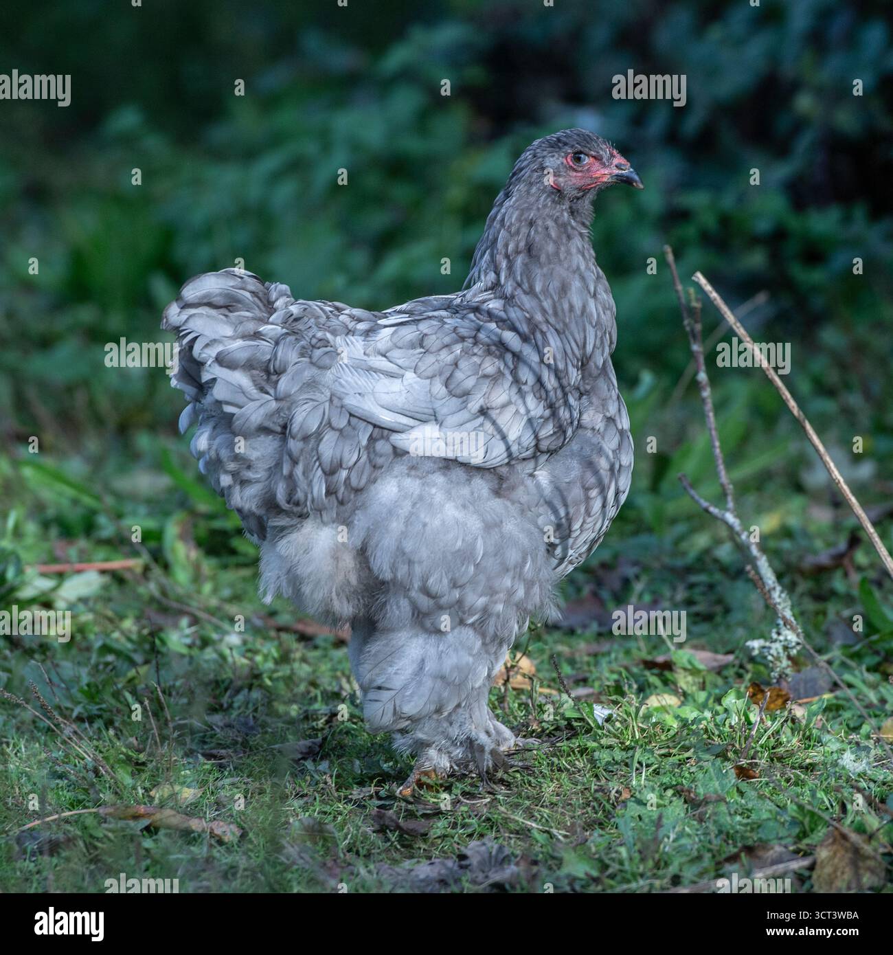 blue brahma hen che cammina in giardino Foto Stock