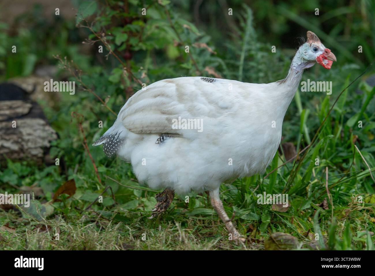 Guinea Fowl perla di lavanda Foto Stock