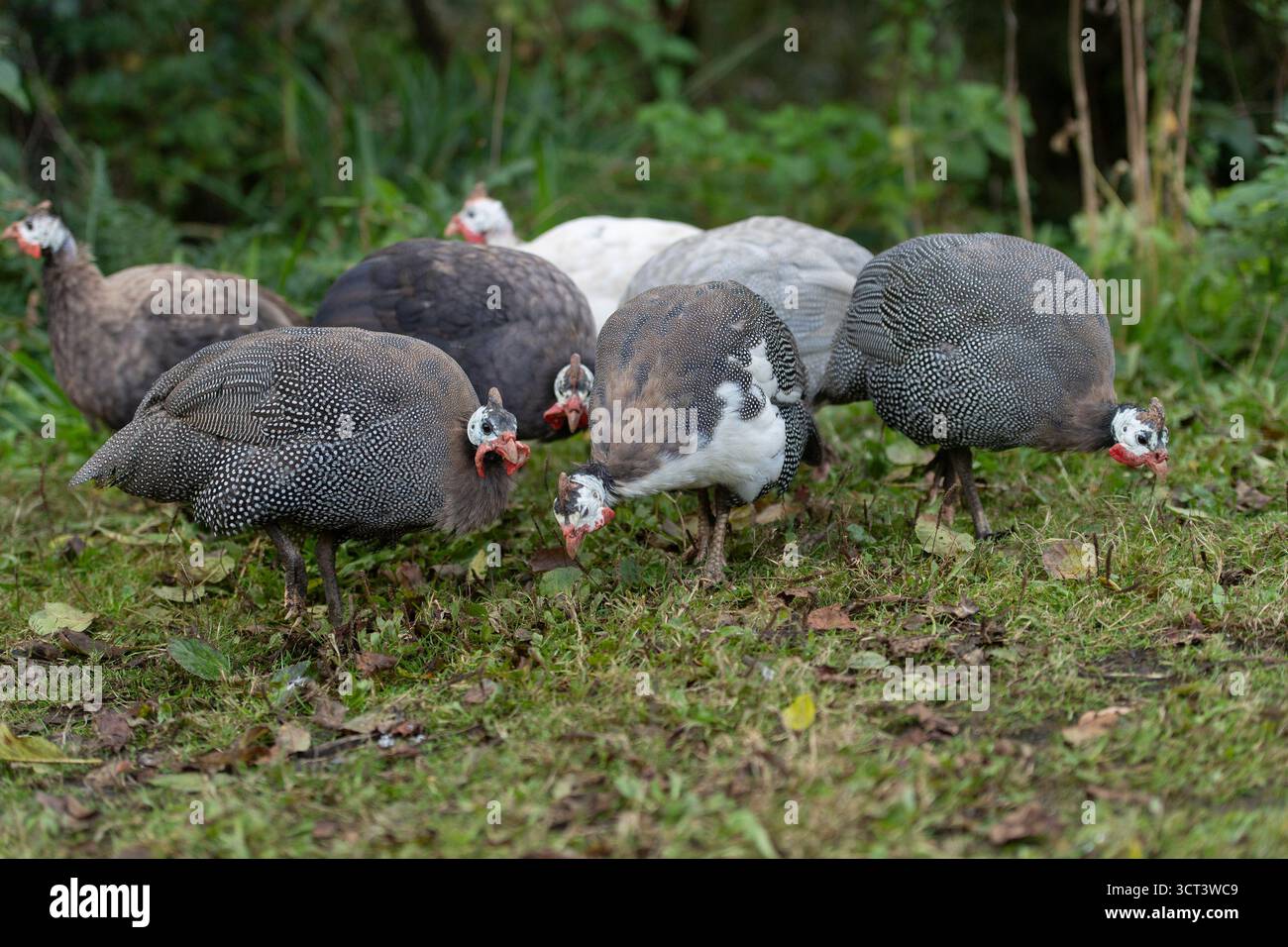 Gregge di ghinea Fowl che mangia Foto Stock