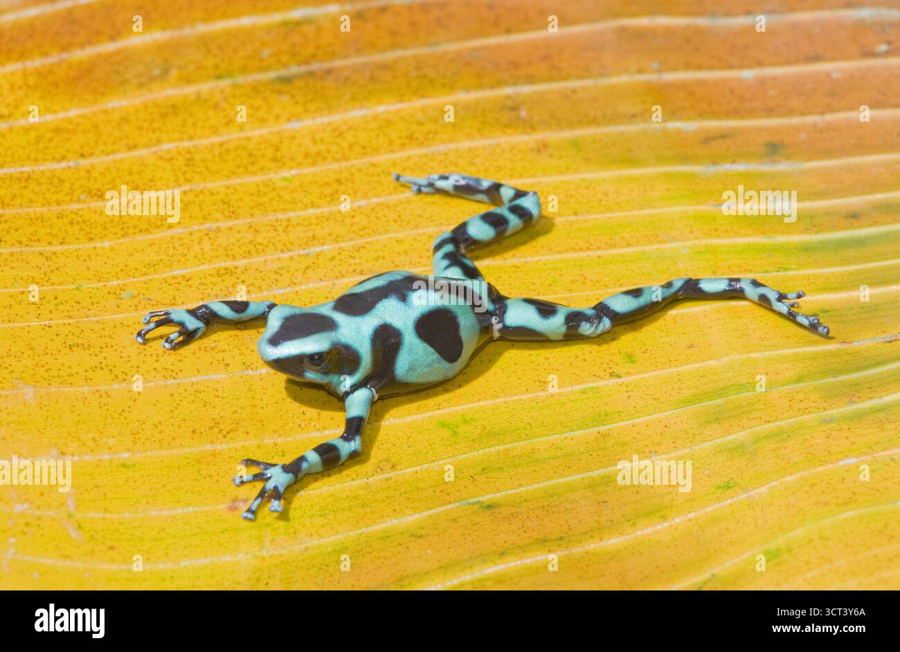 Verde e nero veleno rana, (Dendrobates auratus), Costa Rica, America Centrale, Foto Stock