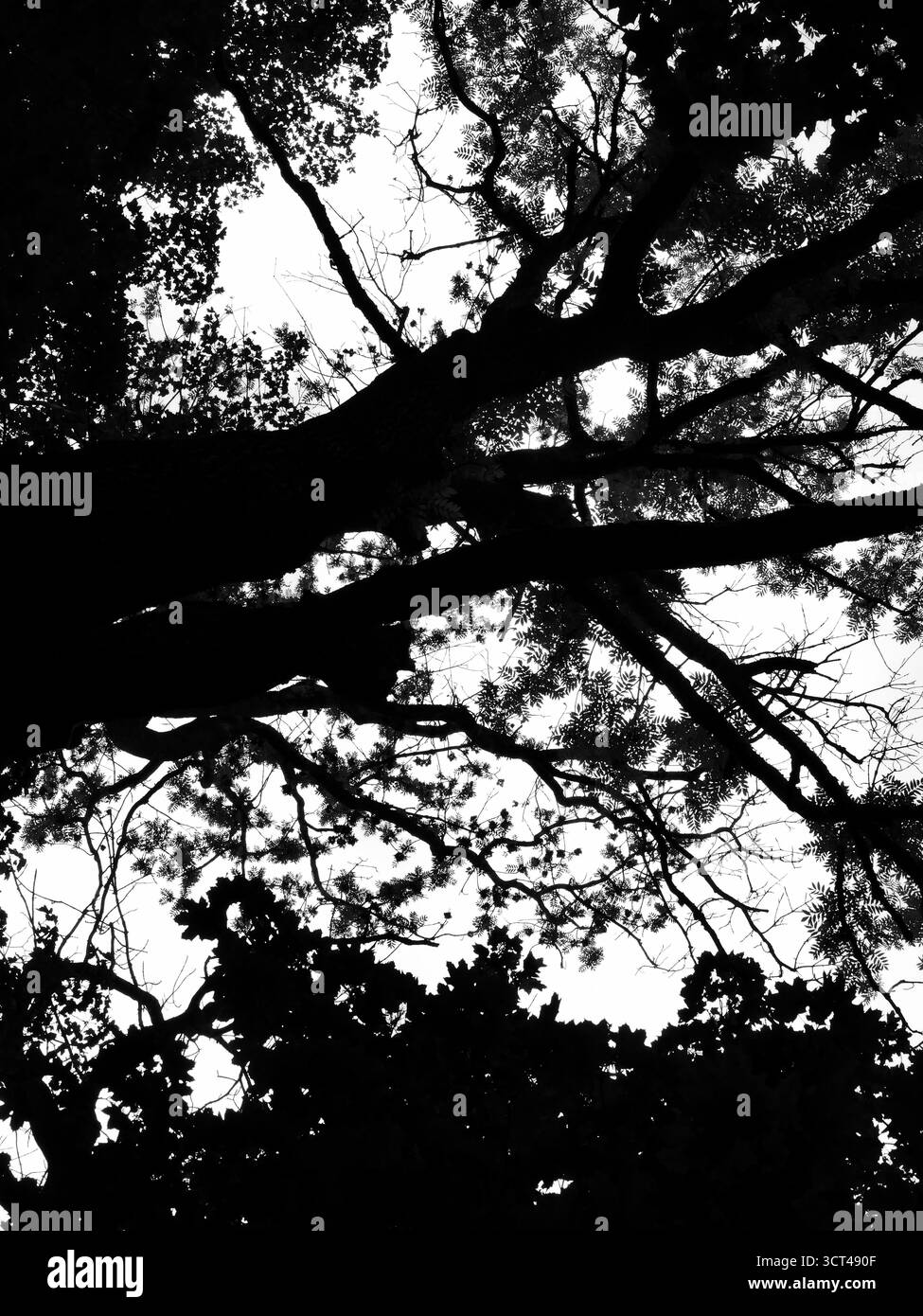 Vista in bianco e nero sulla corona di frassino. Rami e foglie in silhouette contro il cielo. Contrasto straordinario. Copyspace. Foto Stock