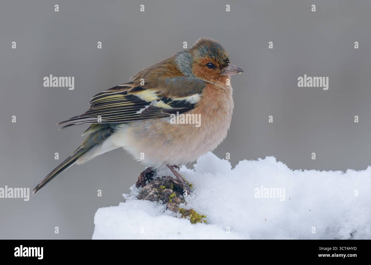 Lo chaffinch comune maschile (Fringilla coelebs) cerca disperatamente di passare l'inverno in un incantesimo di neve profonda Foto Stock